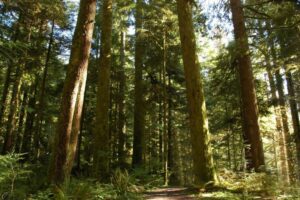 Cedar Forest Cedar Forest